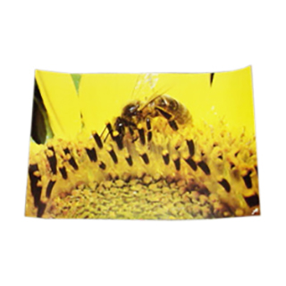 poster-de-45-x-30cm-abeja-posada-en-flor-girasol