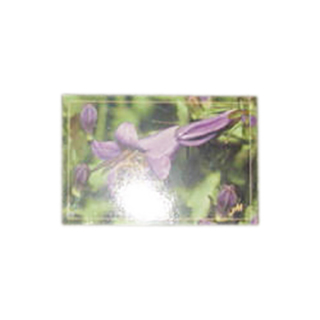 carte-postale-15-x-10cm-de-pollen-dabeille-en-fle