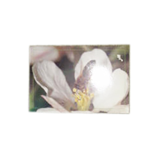 carta-postal-de-15-x-10cm-de-abeja-posada-en-flor