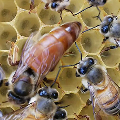 Material vivo