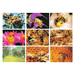 Série de 9 fotos de apicultura de 21x30cm.