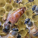 Fecundada Ligustica artificialmente f0 - imagen 1